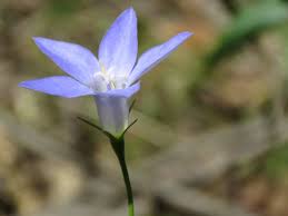 Image result for Wahlenbergia perrottetii