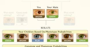 Real Eye Color Chart Eye Color Chart Eye Color Predictor