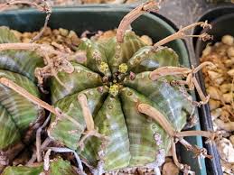 Image result for Monadenium spinulosum