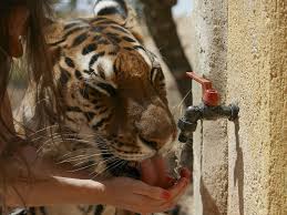 Pierson, dvm, a california veterinarian focused on feline medicine and nutrition cats are designed to get their water with their food, pierson says. Keeping And Caring For Tigers As Pets