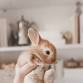 Bunny Yoga