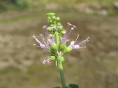 Image result for Decorsea schlechteri