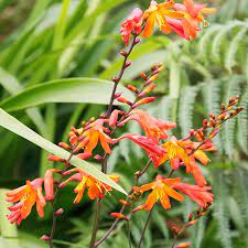 Migrant hummingbirds arrive with the flowering of our red current (ribes sanguineum) in march, another cherished source of nectar. 6 Plants That Attract Hummingbirds Mclendon Hardware