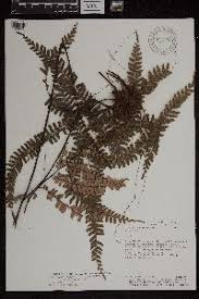 Image result for Aleuritopteris welwitschii