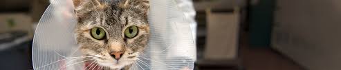 Why go to a dog breeder, cat breeder or pet store to buy a dog or buy a cat when you can adopt? East Bay Spca Home Page Pet Adoption Oakland Ca Dublin Ca