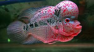 Dalam ulasan kali ini, kami memiliki beberapa cara. 6 Cara Menghilangkan Stres Pada Ikan Louhan Arenahewan Com