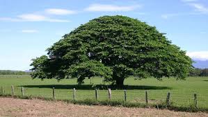 28 de junio de 2021. Dia Mundial Del Arbol 28 De Junio