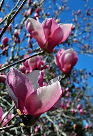 Of the many species only a few are commonly used as landscaping plants, but they are among the most. Colorado Garden Punch List Betty Cahill Spring Magnolia Show