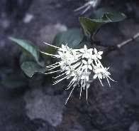 Image result for Pavetta gerstneri