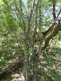 Image result for Commiphora angolensis