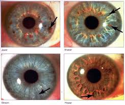 iris color chart