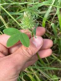 Image result for Trifolium spumosum
