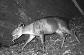 Image result for Lettowianthus stellatus