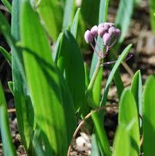 Image result for Ledebouria cooperi