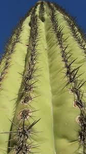 A cactus (plural cacti, cactuses, or less commonly, cactus) is a member of the plant family cactaceae, a family comprising about 127 genera with some 1750 known species of the order. Cactus Survival