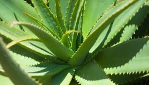 Como Cultivar Aloe Vera Siembra Riego Plagas Cosecha Y Beneficios