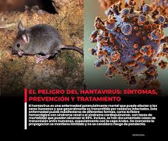 🚨El hantavirus es una enfermedad viral que se transmite principalmente por  el contacto con roedores infectados, a través de partículas presentes en su  orina, heces o saliva. Puede iniciar con síntomas leves,