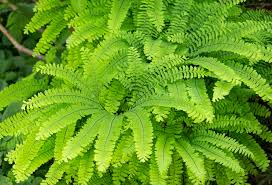 Image result for Adiantum vogelii