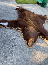 Maybe you would like to learn more about one of these? Repairing A Bear Skin Rug Welcome To The Taxidermy Net Forum And Community