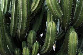 The cactus and succulent society of san jose had its annual sale last saturday (april 2). Colorado Cactus Succulent Society News Events 2021 Show Sale
