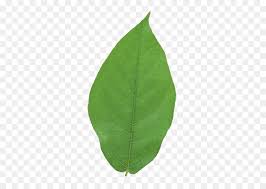 green leaf background png download 454 640 free transparent leaf png download cleanpng kisspng green leaf background png download