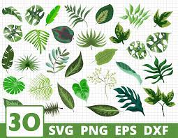 Tropical Leaves Svg Bundle Leaves Clipart Leaves Cricut By Svgocean Thehungryjpeg Com