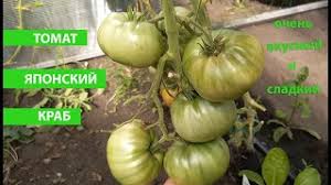 Раннеспелый сорт