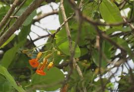 Image result for Cordia goetzei