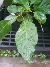 Image result for Maesa lanceolata