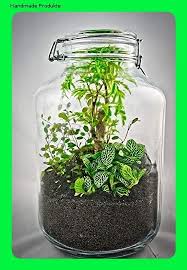 Flaschengarten Typ 4 Diy Set Terrarium Biotop Okosystem Stilvolles Wohnaccessoire Mit Echten Pfl Flaschengarten Pflanzen Terrarium
