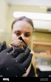 Hands and bat hi-res stock photography and images