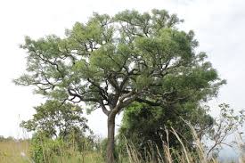 Image result for Pleurostylia africana