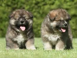Russian Bear Hunting Dogs Immigrate To U S Caucasian Shepherd Dog Russian Bear Dog Caucasian Shepherd
