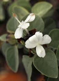 Image result for Barleria albostellata