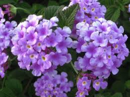 Image result for Thunbergia annua