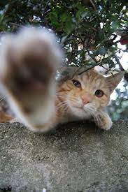 究極の萌え猫画像スレ w 哲学ニュースnwk 可愛すぎる動物 かわいい猫 キュートな猫
