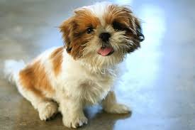 Shih tzus are extremely popular toy dogs and are adorable as puppies. Shih Tzu Breed Info Pictures Traits Facts Puppy Info Doggie Designer