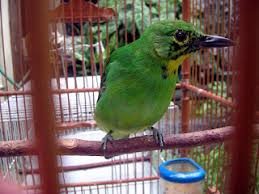 Dalam lomba burung, cucak ijo juga merupakan burung favorit. Memilih Calon Indukan Burung Cucak Hijau