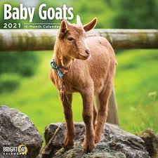 Baby Animals 2021 Calendar 2021 Baby Goat Calendar Calendars For A Cause This Goat Wall Calendar Is Supporting At Risk Farm In 2020 Baby Animals Animals Baby Goats