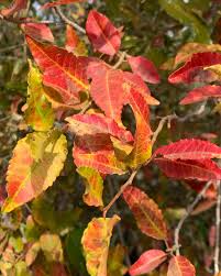 Image result for Spirostachys