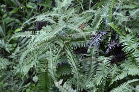 Image result for Pteris linearis