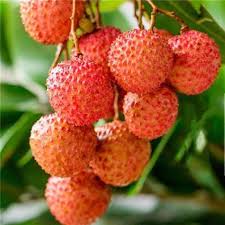 We did not find results for: Bllue 50pcs Litchi Liquique Lychee Garden Bonsai Planting Rare Fruit Tree Seeds Buy At A Low Prices On Joom E Commerce Platform