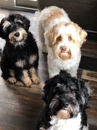 Check spelling or type a new query. Labradoodles Of Montana Labradoodle Miniature Australian Labradoodle Australian Labradoodle