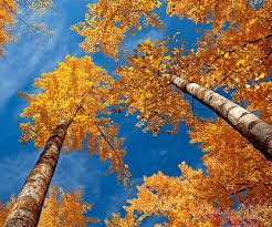 Doğa resimli duvar kağıtlarıda büyük i̇ndirim alman malı 5 yıl garantili su nem ve buhardan etkilenmeyen tekstil tabanlı vinil duvar kağıtları stoklari bi̇ti̇ri̇yoruz sinirli. Cep Telefonu Arkaplan 960x800 3 Manzara Resimleri