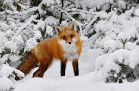 Winter Animals Pictures | Download Free Images on Unsplash