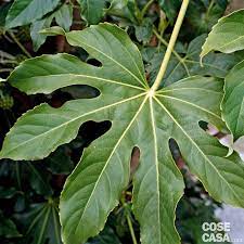Primula del capo (streptocarpus saxorum), la. Fatsia Japonica Cure Manutenzione Riproduzione Cose Di Casa