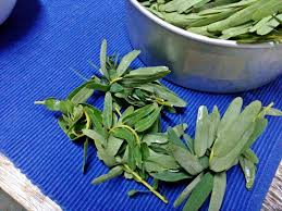 Harga murah di lapak dhiekhas garden. Surayamsyed Masak Lemak Sayur Turi