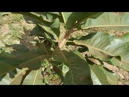 Image result for Terminalia macroptera