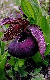 Lecture D Un Message Mail Orange Unusual Flowers Beautiful Orchids Orchids