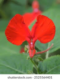 Image result for Impatiens stuhlmannii